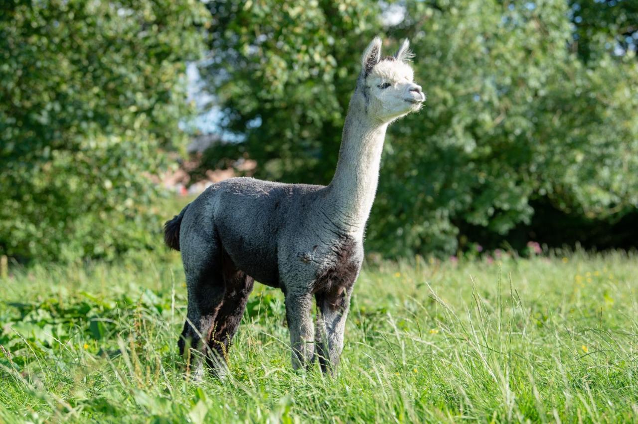 Alpaca Fold Preston (Lancashire) Exterior foto