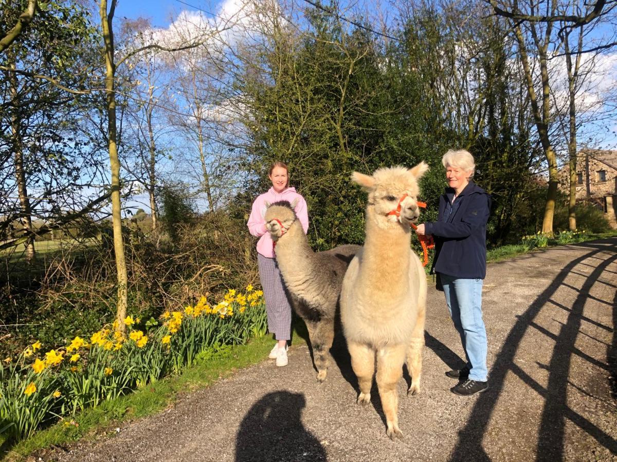 Alpaca Fold Preston (Lancashire) Exterior foto