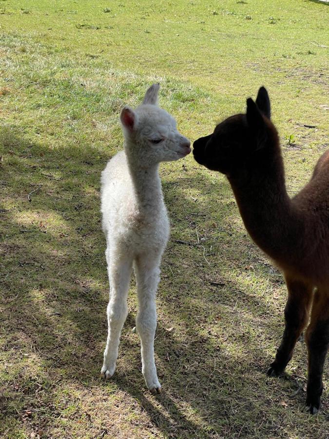 Alpaca Fold Preston (Lancashire) Exterior foto